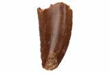 Serrated, Raptor Tooth - Real Dinosaur Tooth #233048-1